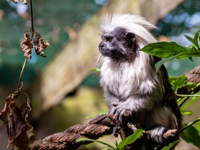 Pinch&eacute;aap - De Zonnegloed - Dierenpark - Dieren opvangcentrum - Sanctuary